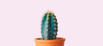 sad little cactus